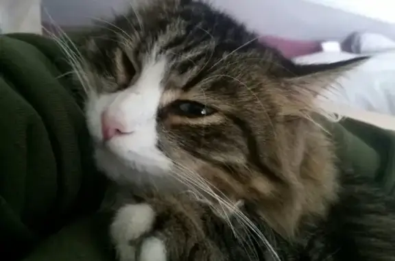 Потерянные животные Курган, фото: Пропал кот 