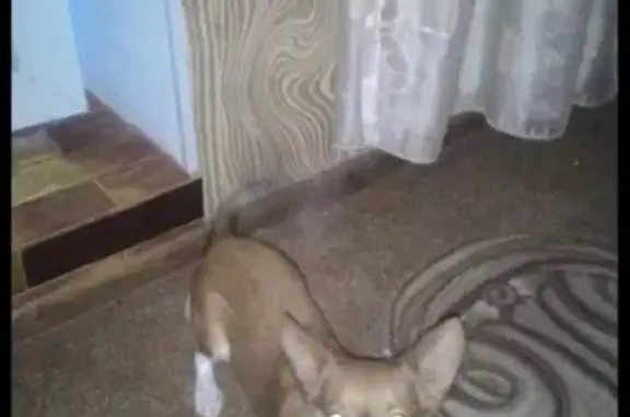 Пропала собака РОЙ на 2-ой Комсомольской 16 в Дмитрове