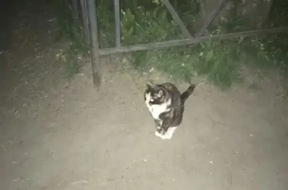 Найдена кошка в Калининском районе, адрес: Светлановский пр.