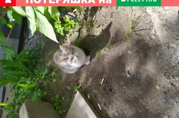 Найдена кошка на ул. Сергея Макеева, рядом с заводом