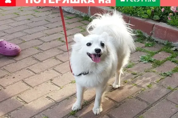Найдена собака белой раскраски в Ленинградской области