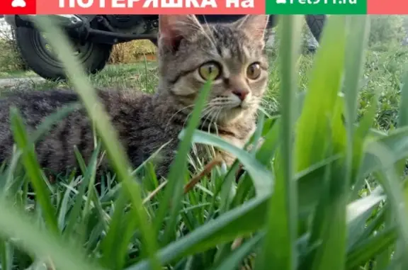 Пропала кошка на Ардатовской улице, ищу Барсика.