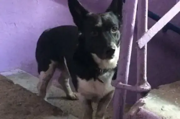 Собака найдена в Кузнецком районе, Новокузнецк