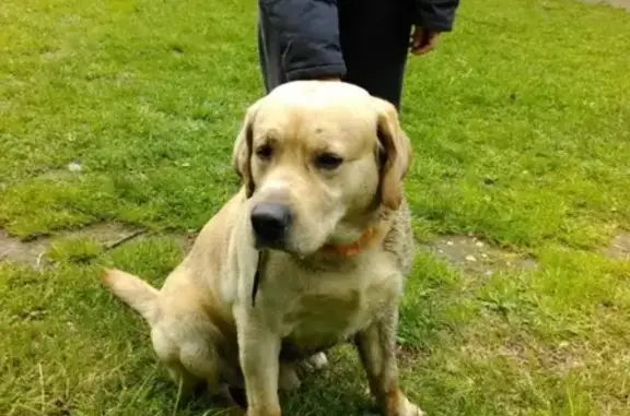 Найдена собака в Екатеринбурге без ошейника