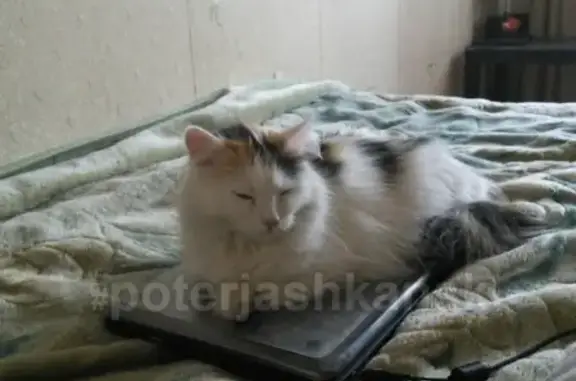 Кошки потеряшки, СНТ Майское, фото: Потеряшка кошка в СНТ 