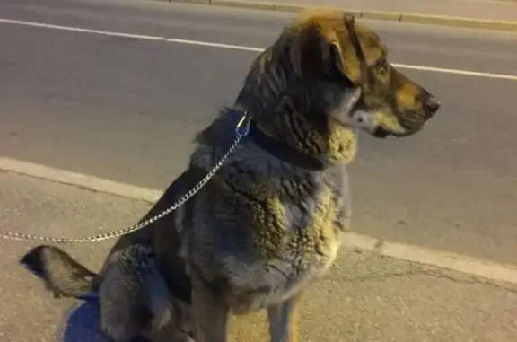 Найден крупный пёс на Васильевском острове