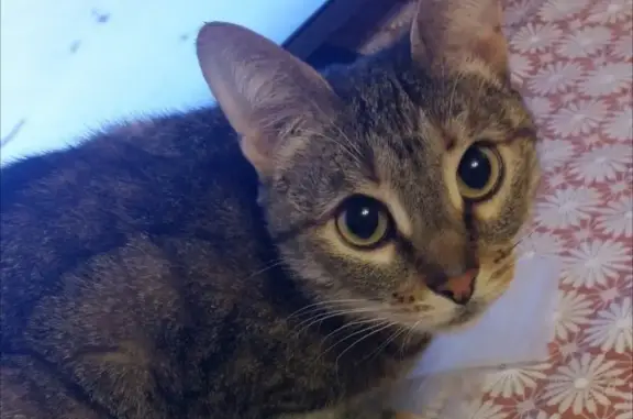 Пропала кошка на Никитской 106, вознаграждение