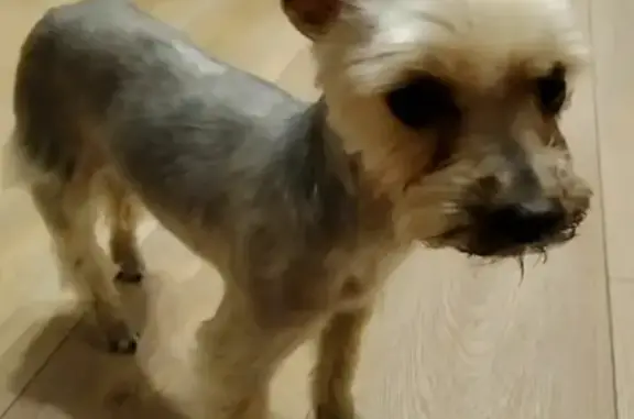 Найдена собака, Москва, фото: Найден йоркширский терьер на ул. Свободы