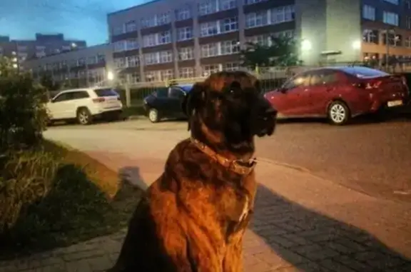 Найдена собака в Красном Селе с ошейником