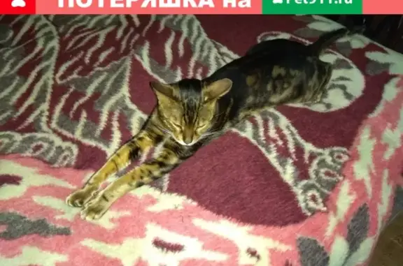 Пропал Бенгальский кот в СНТ Василёк, Ясногорский район