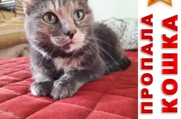 Потерянные животные Курган, фото: Пропала кошка Соня на ул. Гоголя, 151 в Кургане