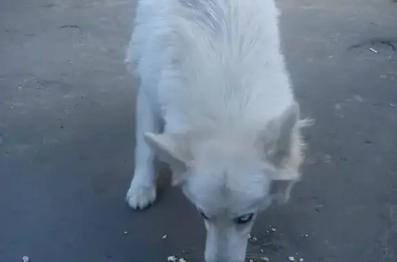 Пропала белая собака в Северном Кучино, Балашиха