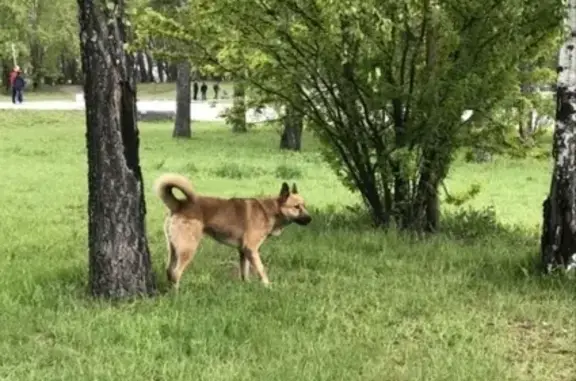Найдена рыжая/коричневая собака в центре Екатеринбурга