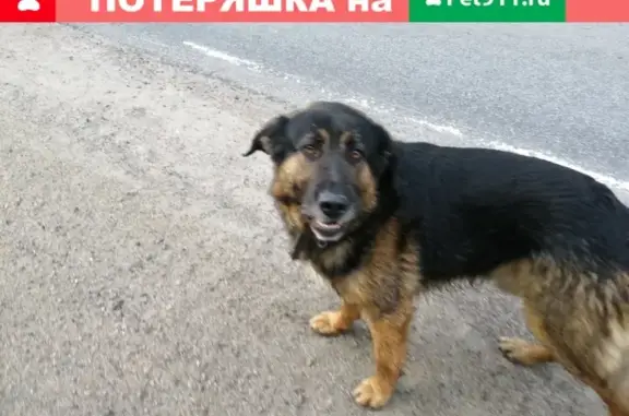 Найден пес в Лахденпохье!