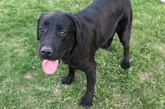Найдена собака породы Лабрадор на ждановском, ищем хозяина