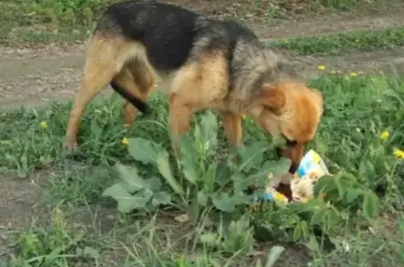 Найдена собака на Трассе Липецк-Грязи