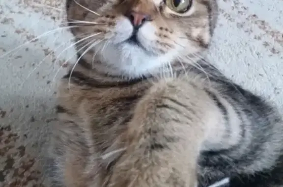 Пропала кошка Кесси в районе Михайловка Тайвань, Стерлитамак.