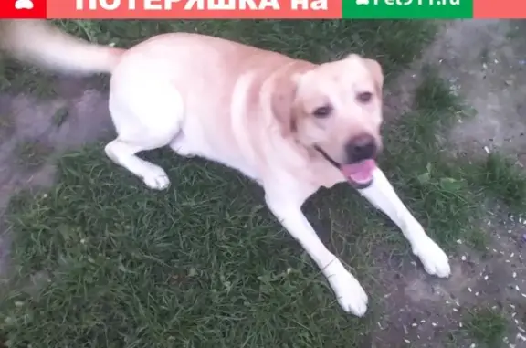 Найдена собака на улице Гагарина в Железногорске