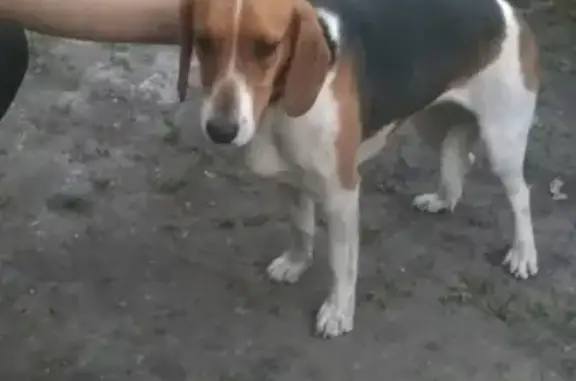 Найдена собака в Беломестном, ищем хозяина
