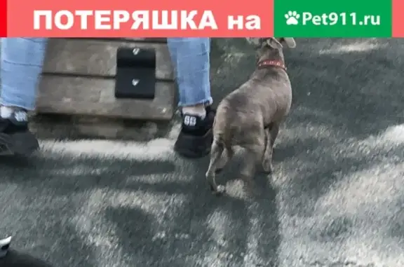 Найдена собачка в Братиславском парке, Москва