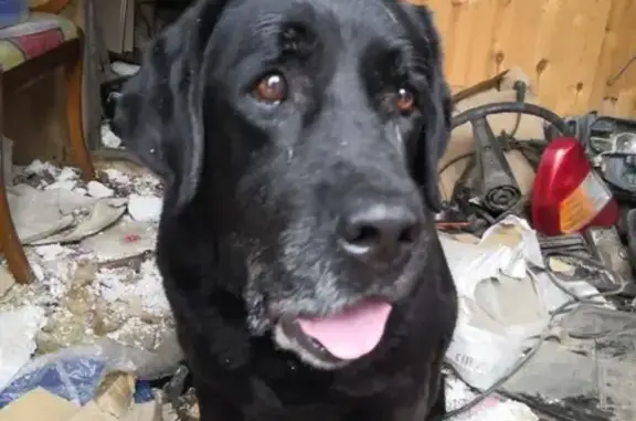 Найдена умная собака в районе Краснодарского водохранилища, ищем хозяина