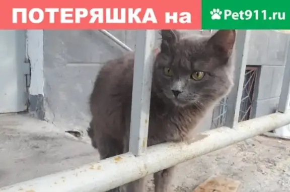 Найден серый кот (Центр, Екатеринбург)