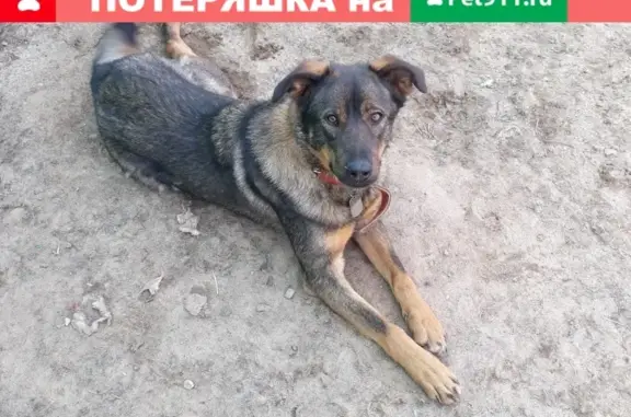 Собаки потеряшки, Москва, фото: Потеряшка черепашка-собака в Родниках, Московская область