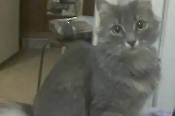 Пропала кошка в Коврове, возможно движется к дому на Зоикосмодемьянскую