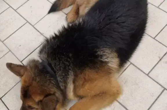 Найдена собака в Усть-Катаве, хозяин неизвестен