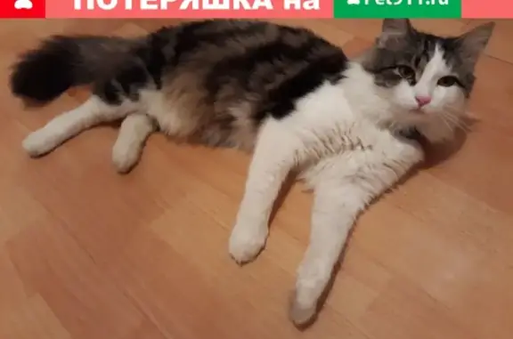 Кошки потеряшки, Смоленск, фото: Потеряшка котенок на ул. М.Соколовского 14а, вознаграждение гарантировано