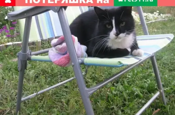 Пропала кошка в Котласе на ул. Толстого