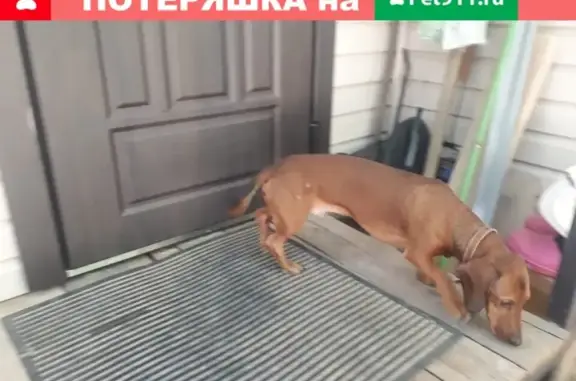 Найдена собака на Силикатном в Бабенках, Калуга