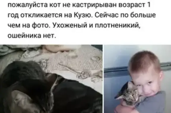 Пропал кот в Полевском, помогите найти!