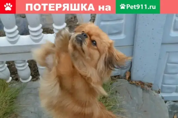 Пропала собака в Рубцовске, порода пекинес, зовут Тоша