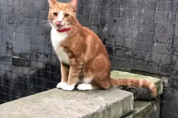 Найден ухоженный кот в Красном Селе, СПб