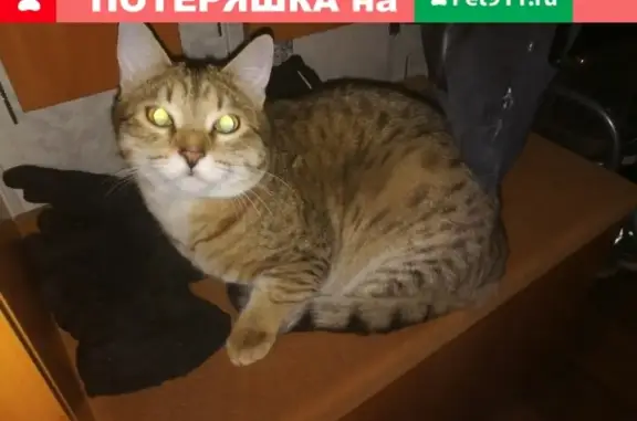Пропала кошка на ул. Советская, Волжск
