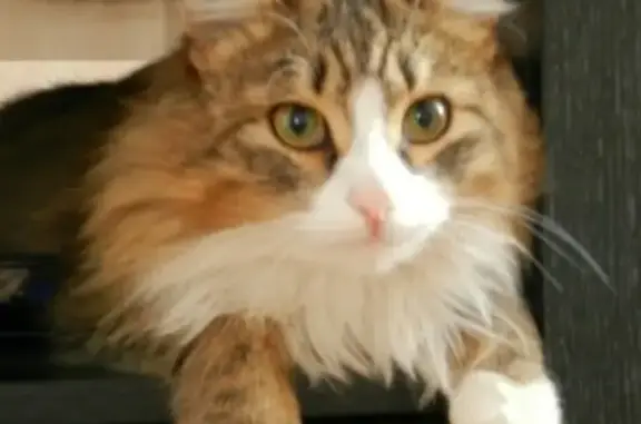 Кошки потеряшки, Юргамыш, фото: Потеряшка кошка в поселке Юргамыш, Курганская область