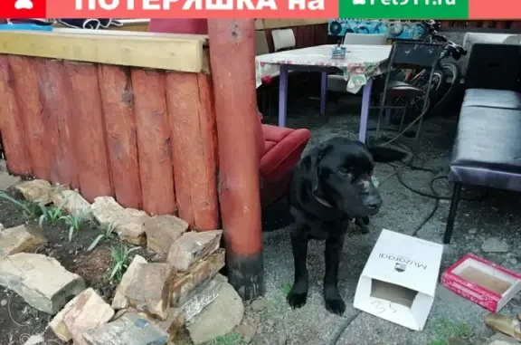 Найден молодой лабрадор в Ташбулатово, ищем хозяина!