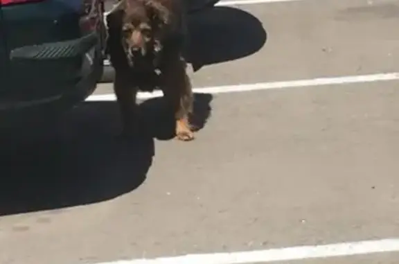 Потерян пёс на Каширском шоссе, Москва