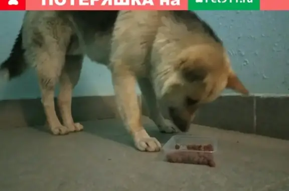 Найден пёс на Варкауса в Петрозаводске