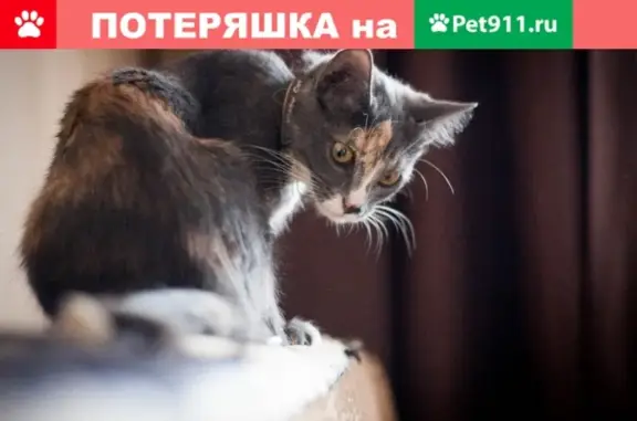 Пропал кот на Горького 186, Тверь.