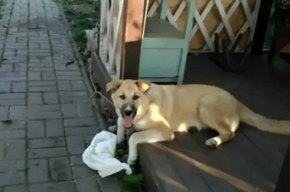 Пропала собака Игрим на ул. Суворова, Калининград