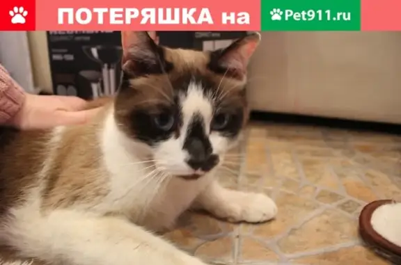 Найдена кошка в СПб, Калининский район