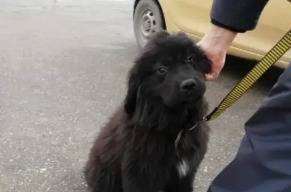 Пропал щенок в Красноярске возле ж.д. вокзала