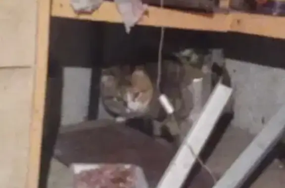 Найдена кошка в Якиманихи, Кострома: помогите найти хозяина!