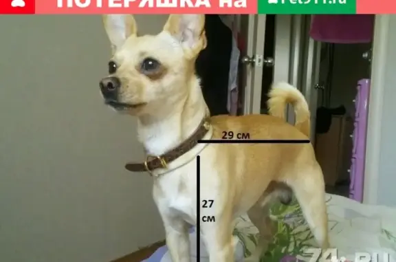 Пропала собака Рич в Грязах, Липецкая область