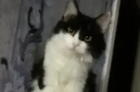 Пропала кошка на Молодёжной 24 в Нефтегорске