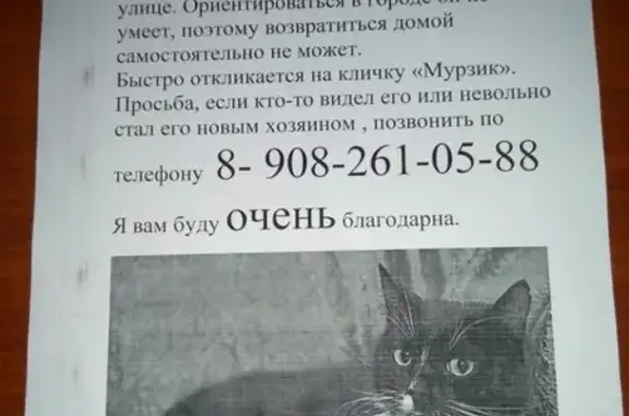 Пропал кот Мурзик на Оборина 6 (Пермский край)