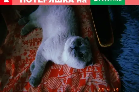 Пропала кошка Муся в Новокузнецке