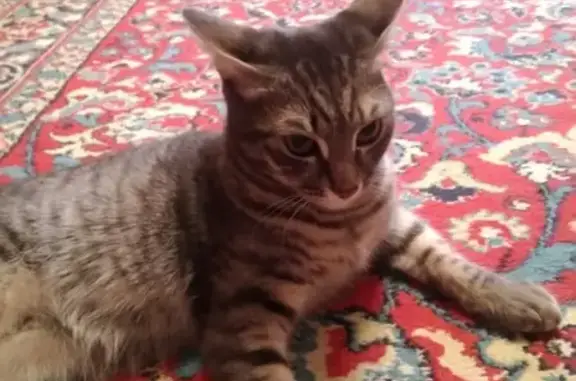 Потерялся серый кот-подросток на Демакова 17